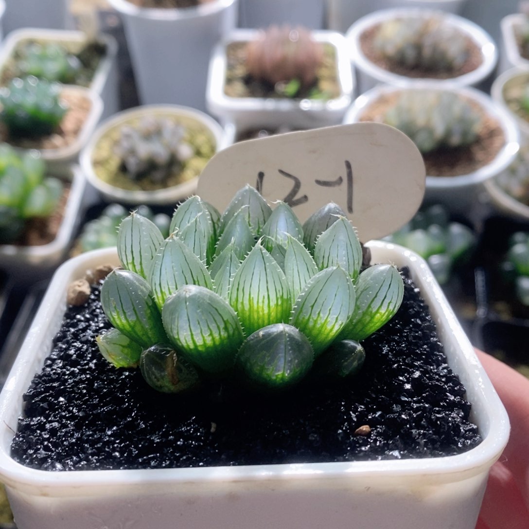 实生针管玉露多肉植物