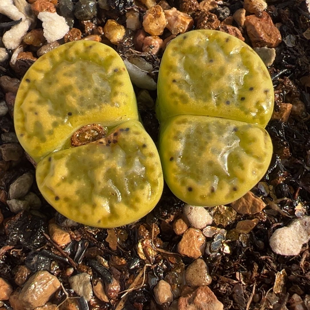 985多肉植物种类多样