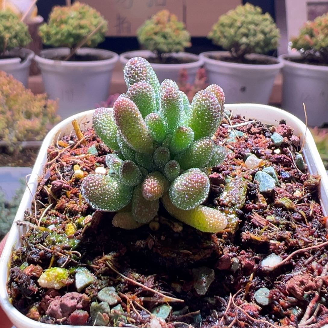 195冰晶一物一拍包开箱