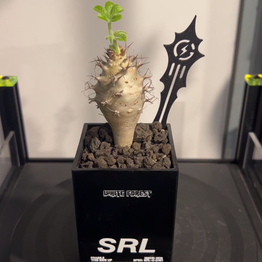 刺风树一物一拍带盆土