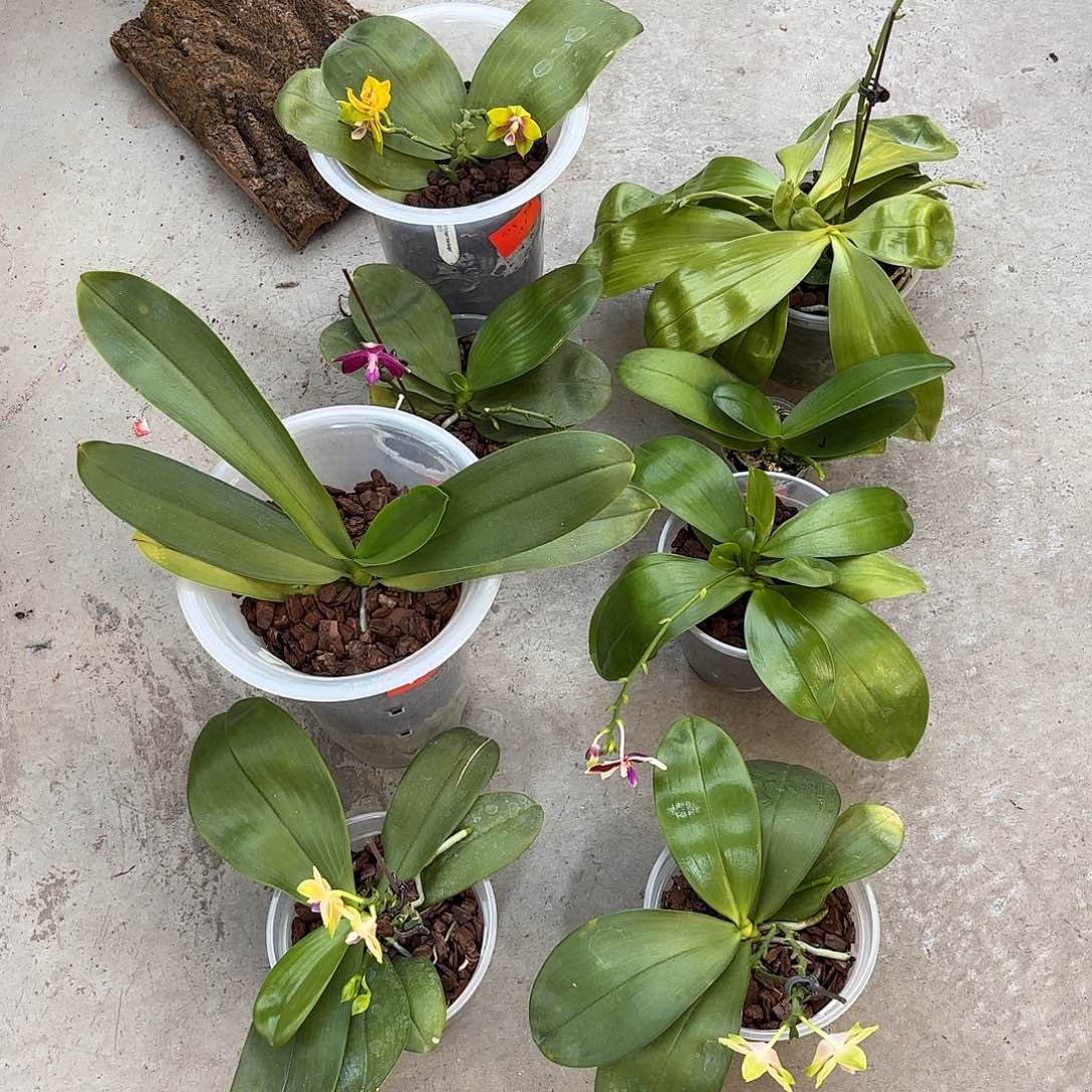 平***福大部分花苞少量开放8颗