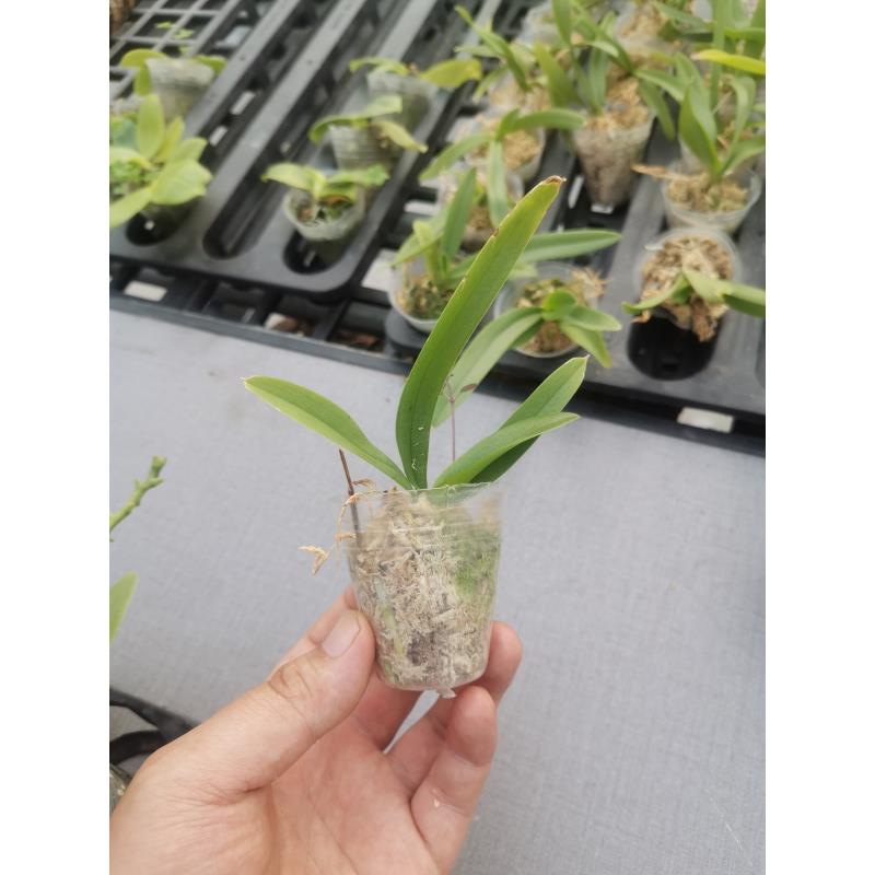 蝴蝶兰 1.7寸盲盒，最 低温度5°以下发生根粉