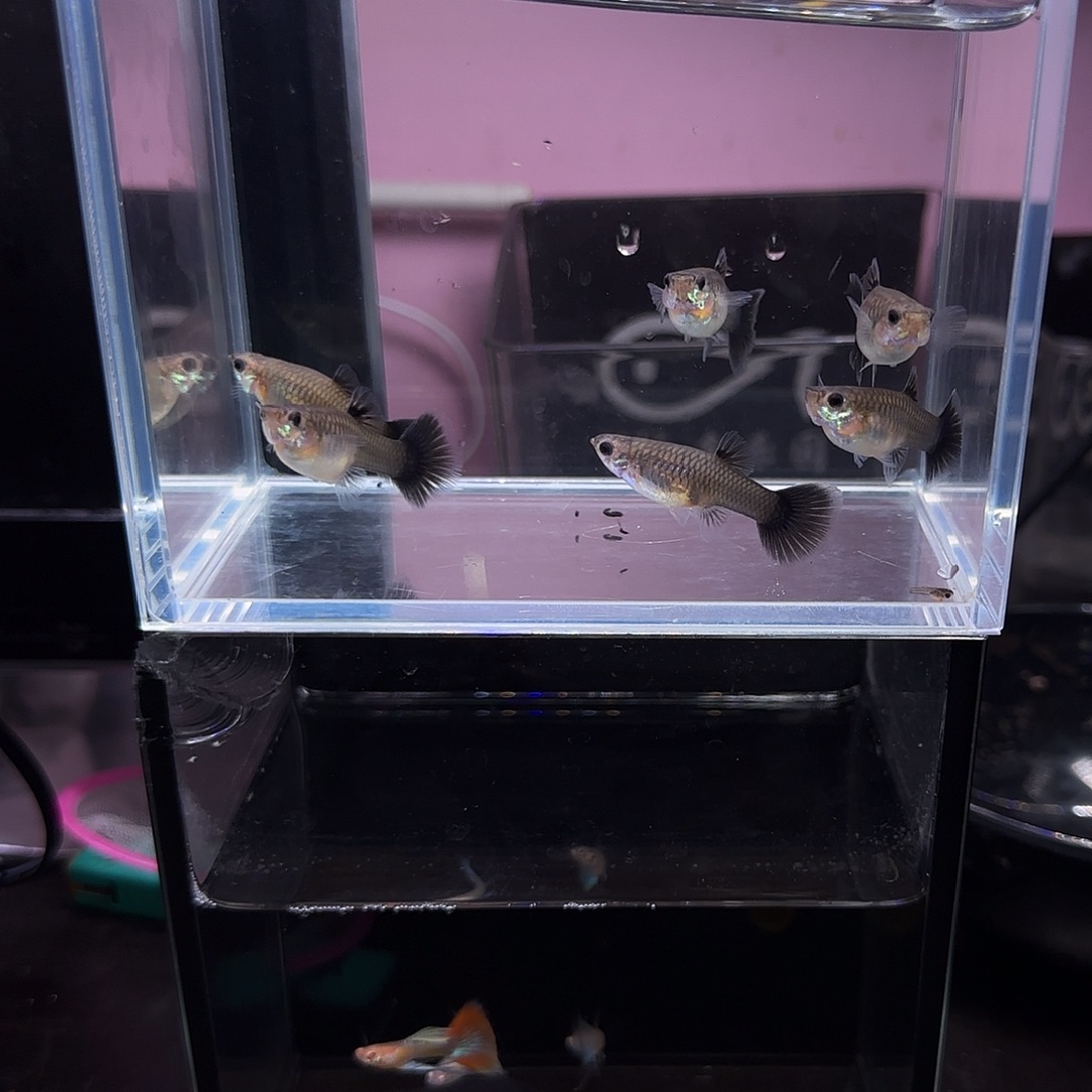 孔雀鱼艾尔银蓝尾母鱼六条