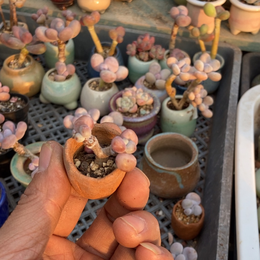 欢***多腰子桃蛋2带盆发货