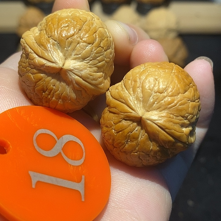 核桃大西瓜32尺寸核桃尺寸