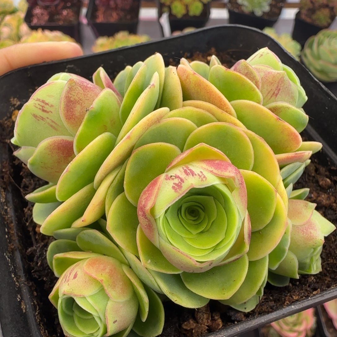 L87半城玫瑰墨染