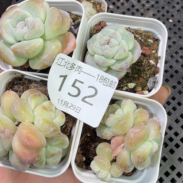 152 号到手1框一物一拍