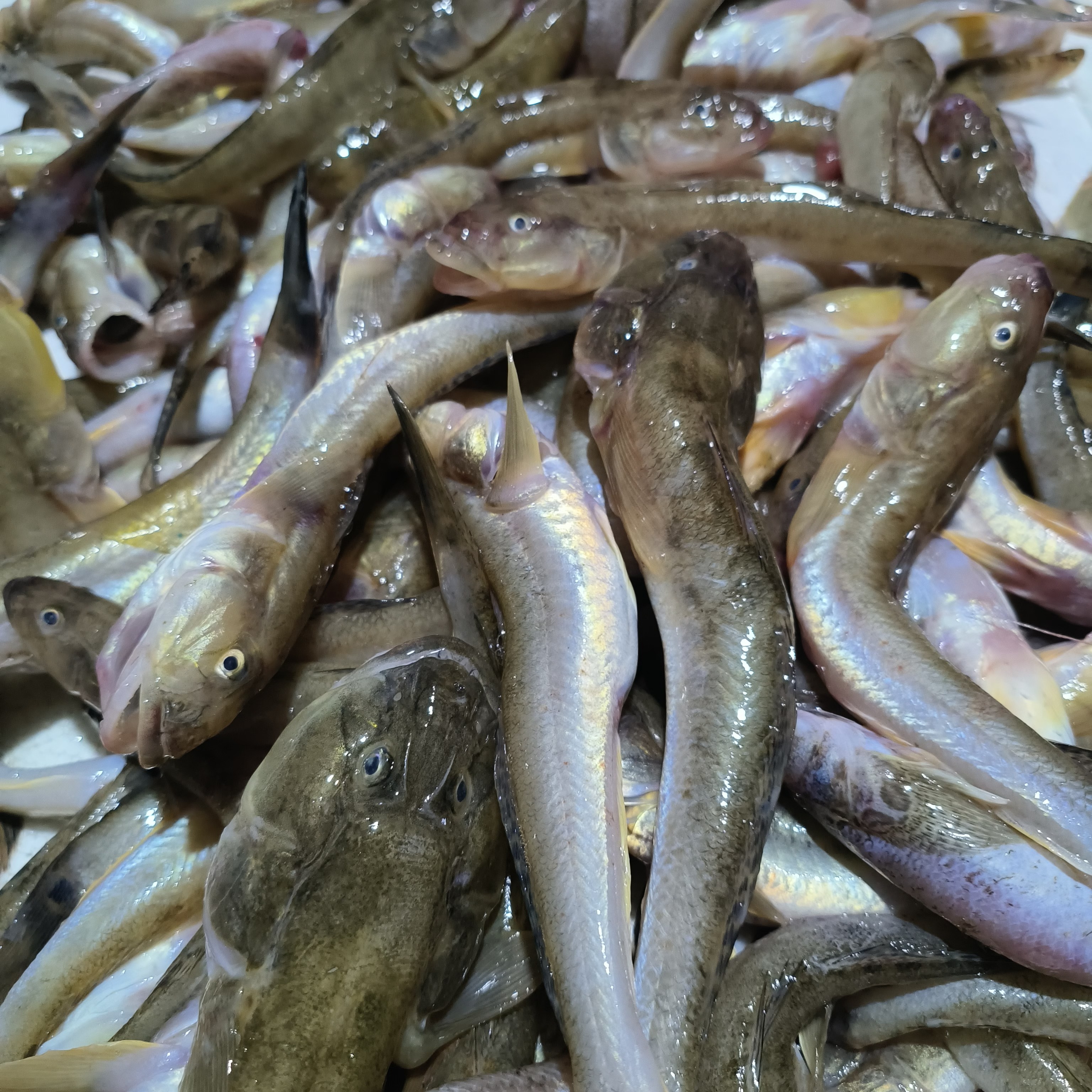 扔巴鱼渤海湾野生扔巴鱼