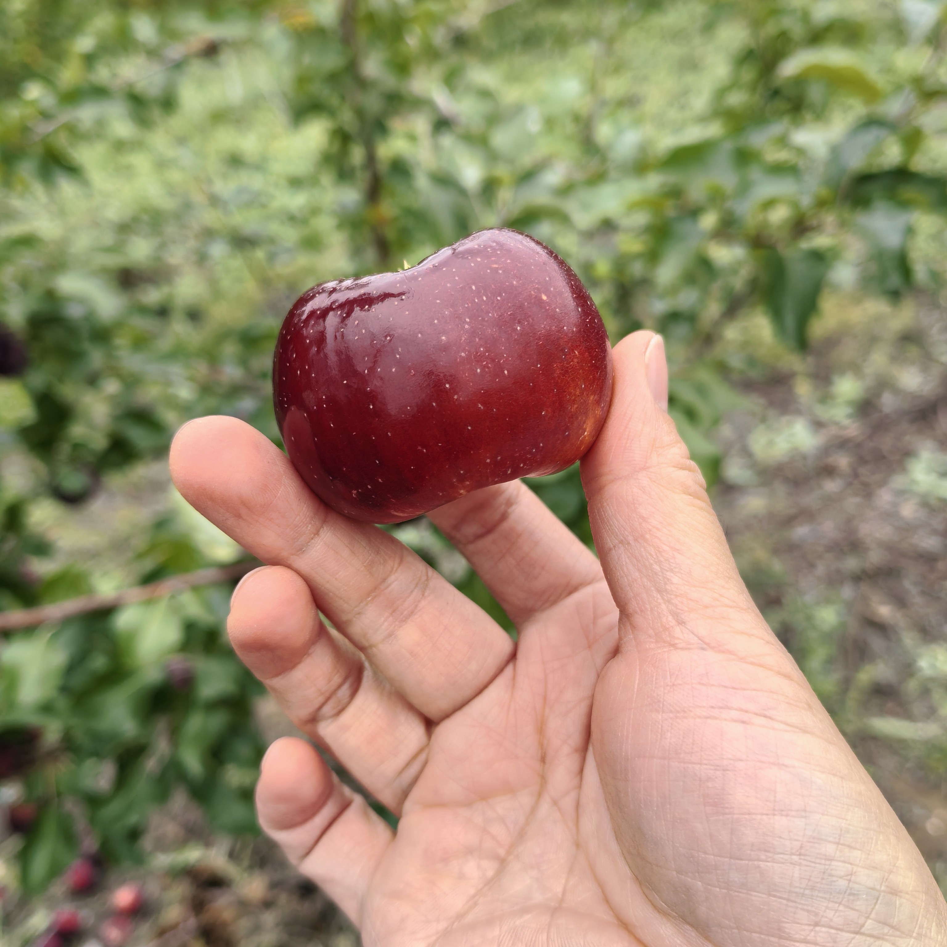 【包邮】可可托海富蕴县酸甜龙丰小苹果多吃无负担