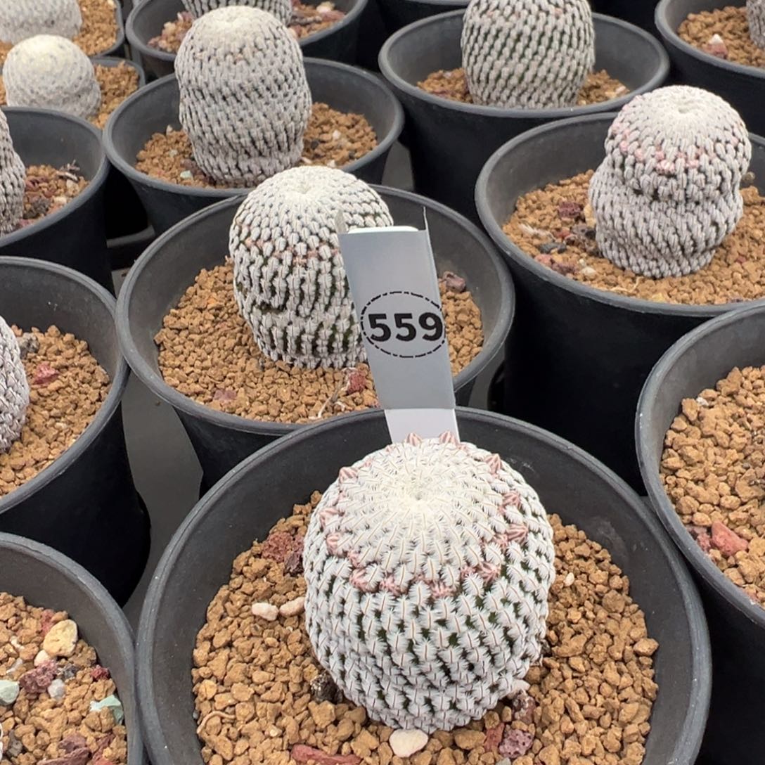 屏***店白斜子多肉植物带盆土559