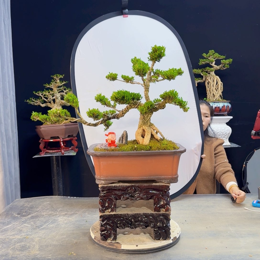 高端盆景艺术作品