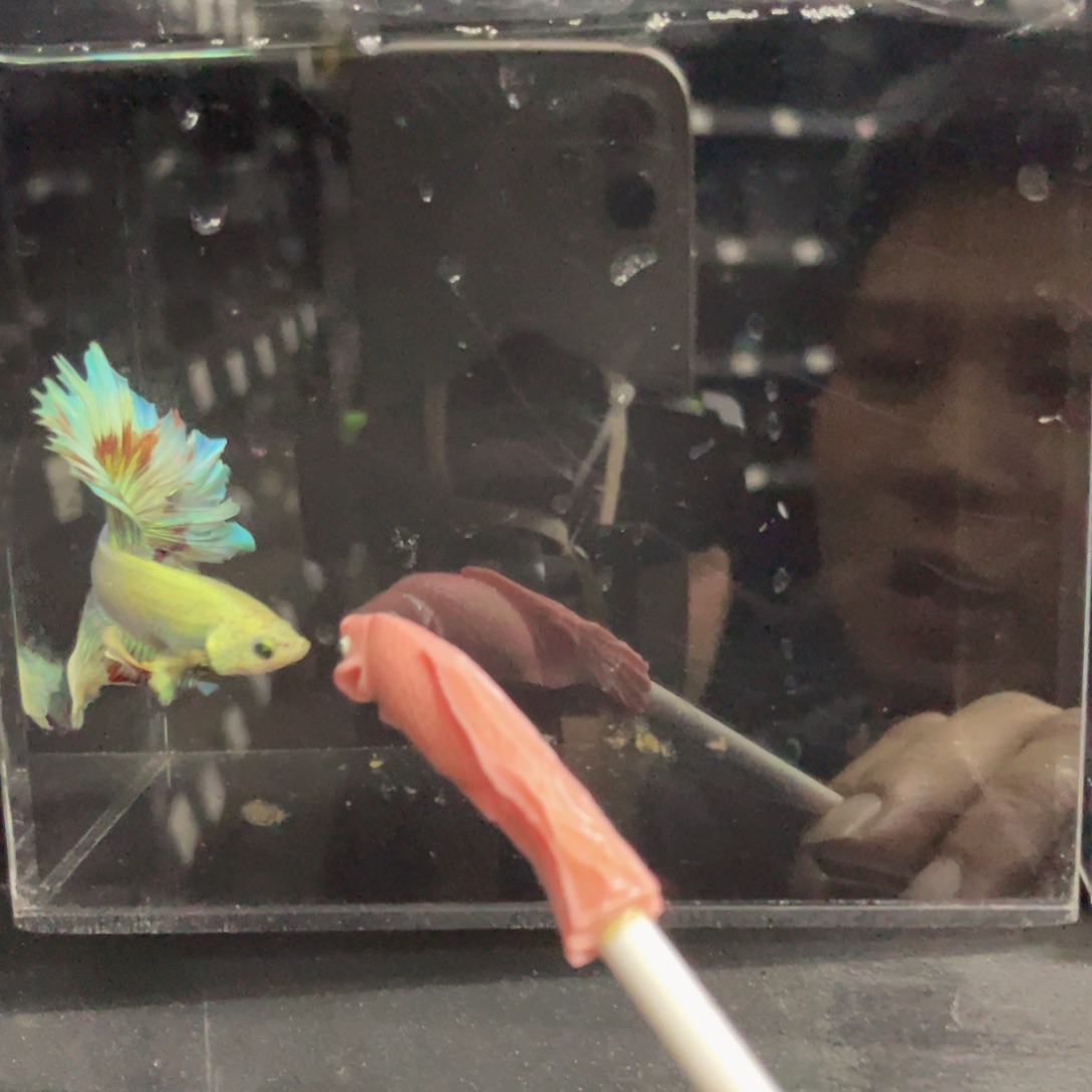 斗鱼哈哈哈哈啊哈嘿