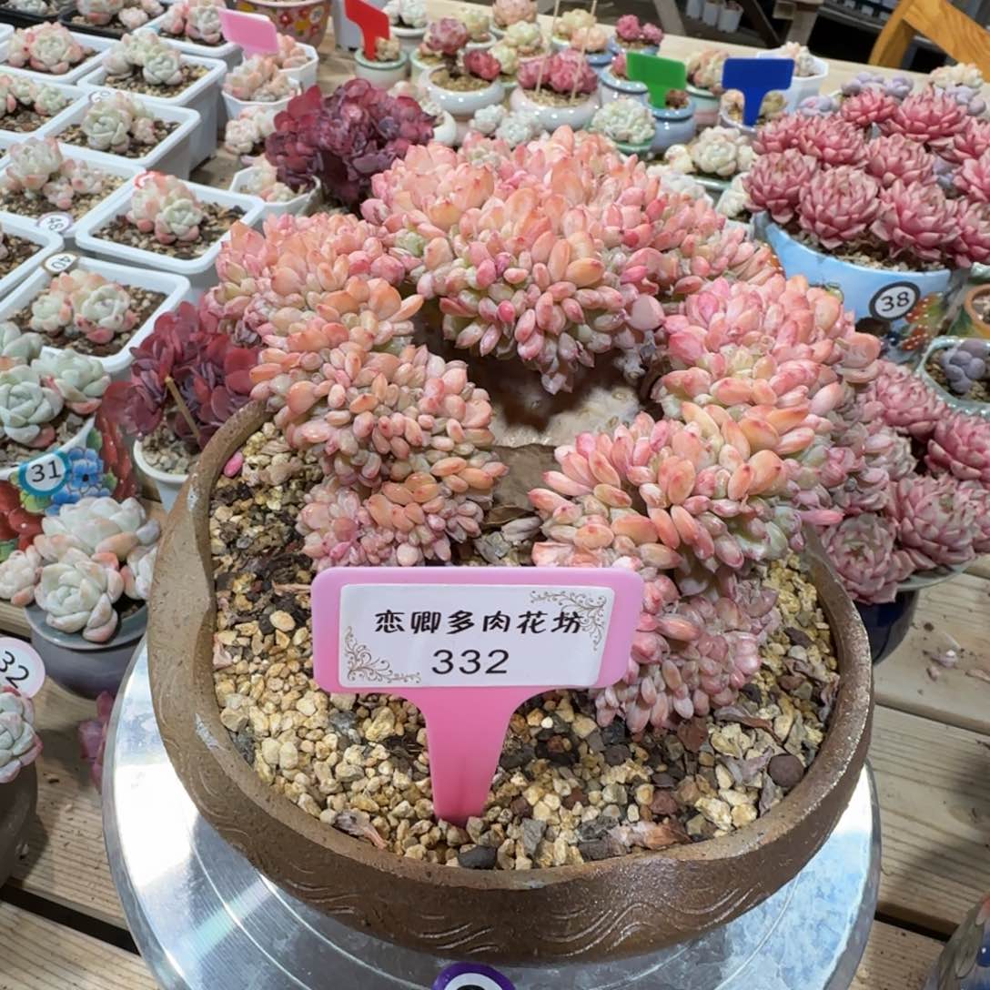 332玛瑙缀老桩无砍0000