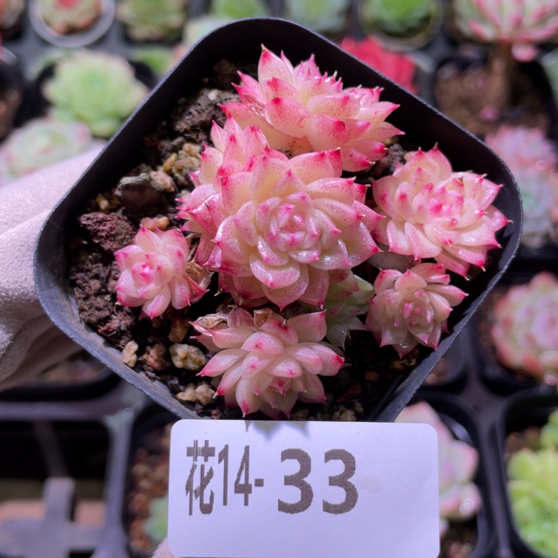 花利美14-33麦秆群