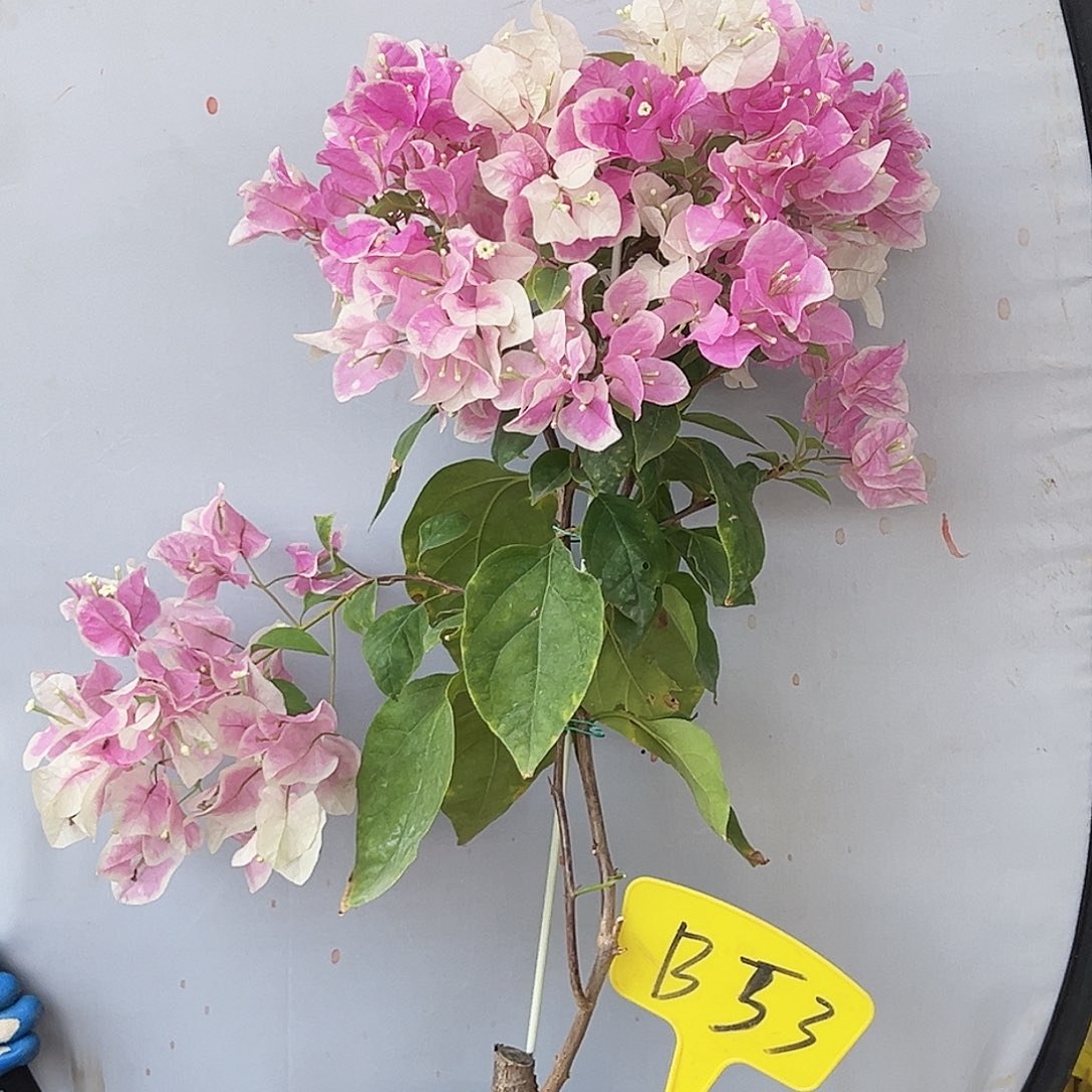 猫***玖大部分花苞少量开放B53广红樱