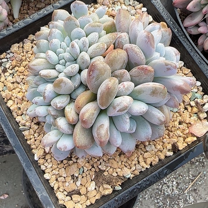 一***墩青蛙王子儿童牙膏套装11