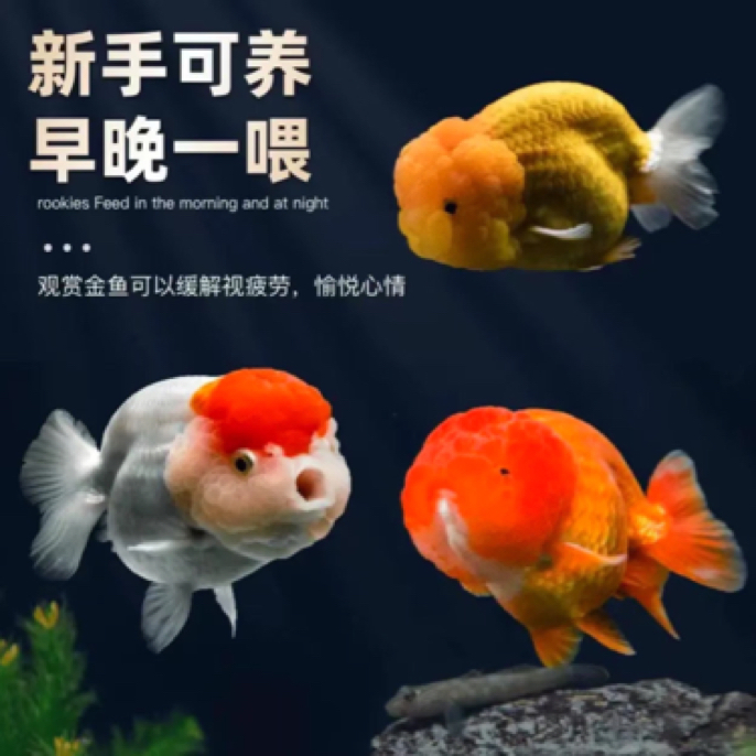 保底59大条 兰寿金鱼观赏鱼2-4公分不指定颜色颜色混搭发货观赏鱼