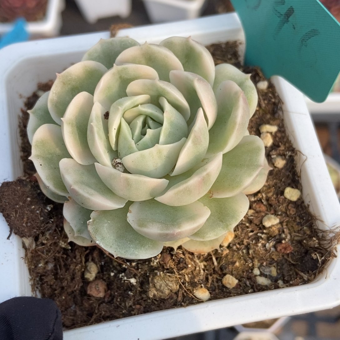1540昂锦多肉植物保护