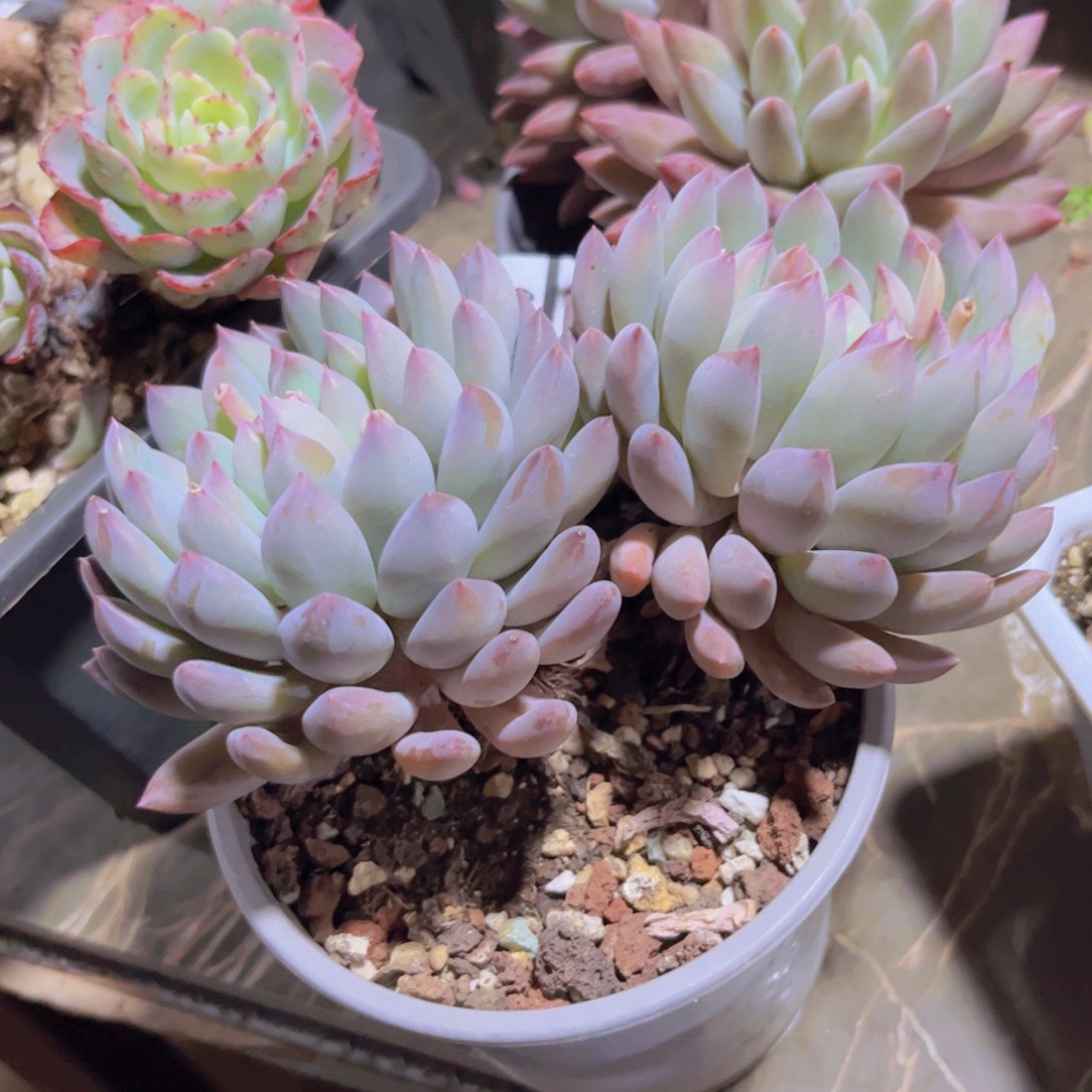 冰淇淋美人31244多肉植物