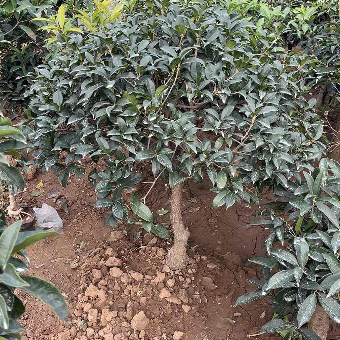 当前无花栽培后可以开花三*
