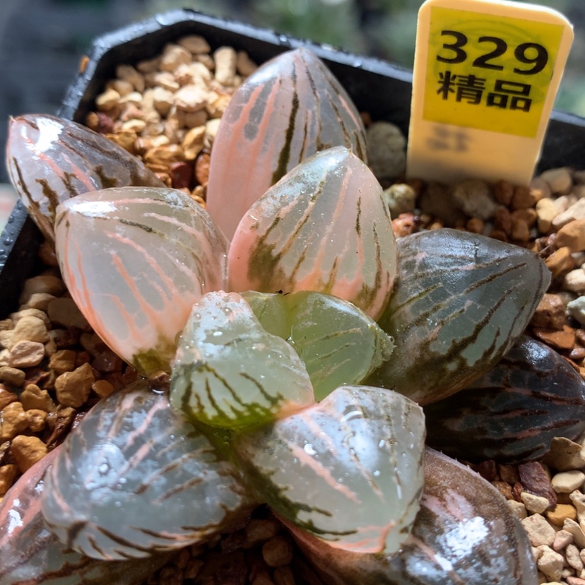 【闪购商品】329玉潭