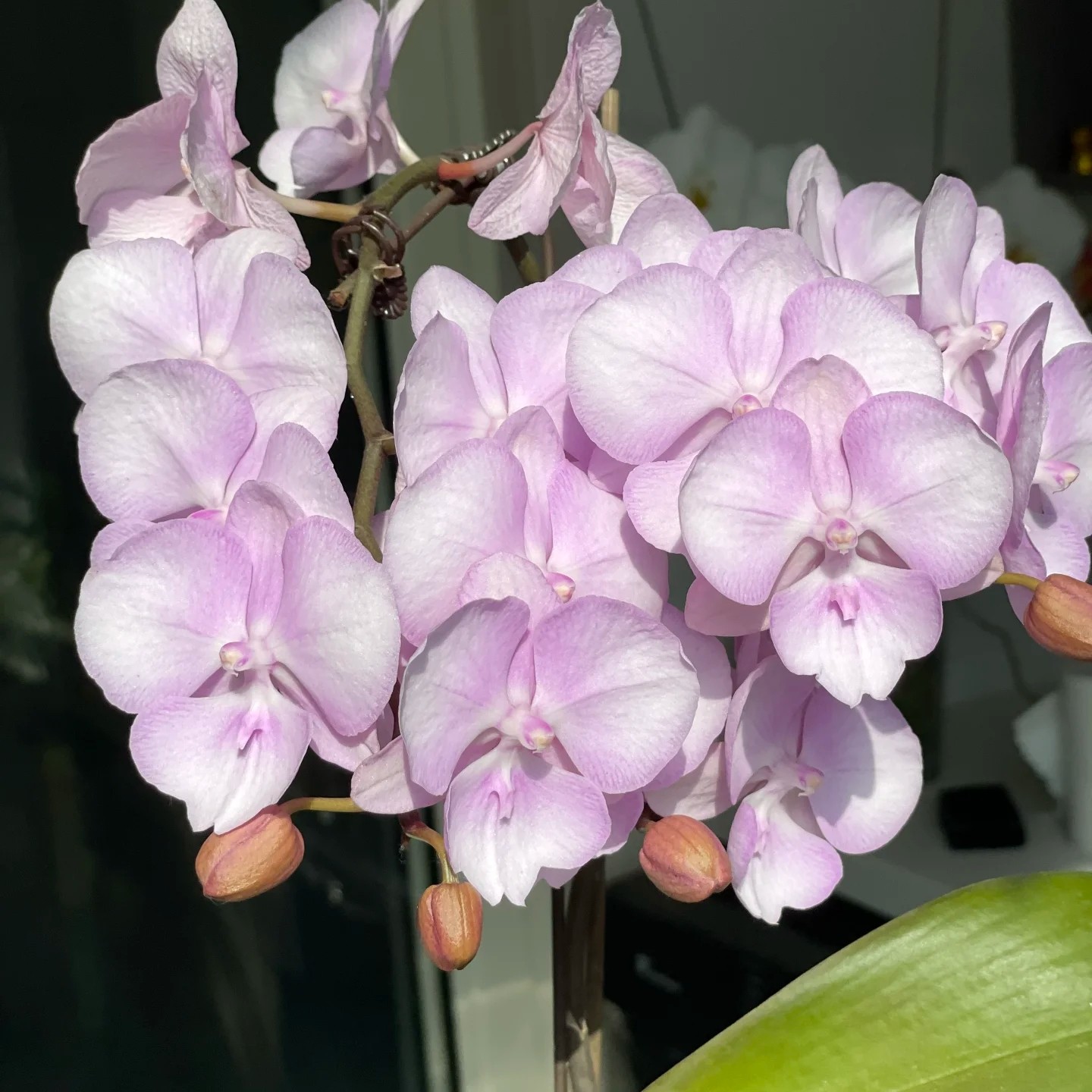 蝴蝶兰盆栽气质特大粉色大舌【神仙姐姐】2.8刚升杯威尼斯兰花