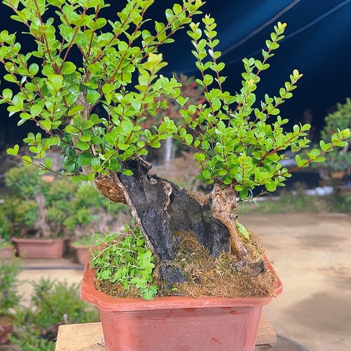 无花朵山采红芽赤楠