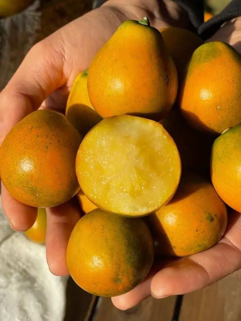 【小贺家脆蜜金桔】广西融安金桔新鲜全甜多汁无籽皮薄果地现摘现发