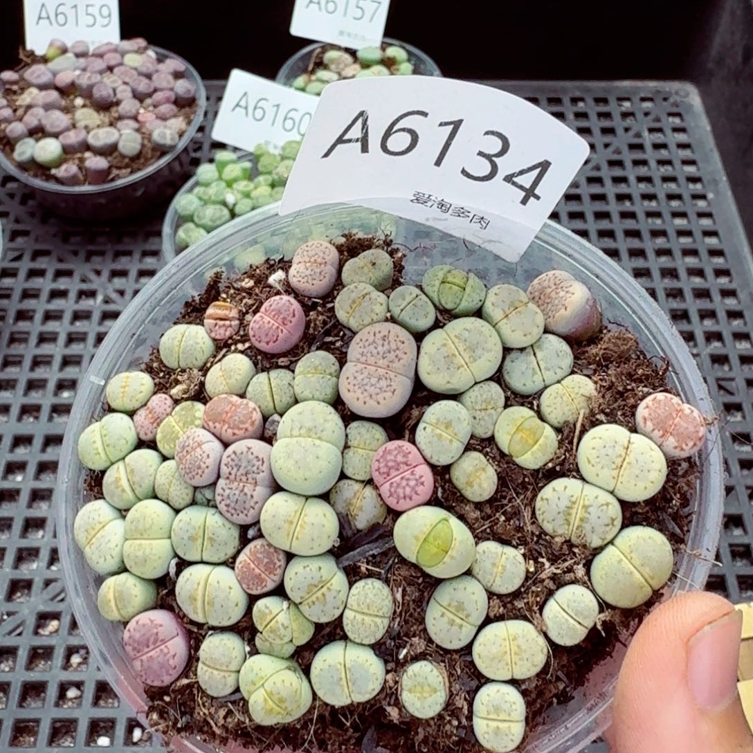 6134—生石花 生石花