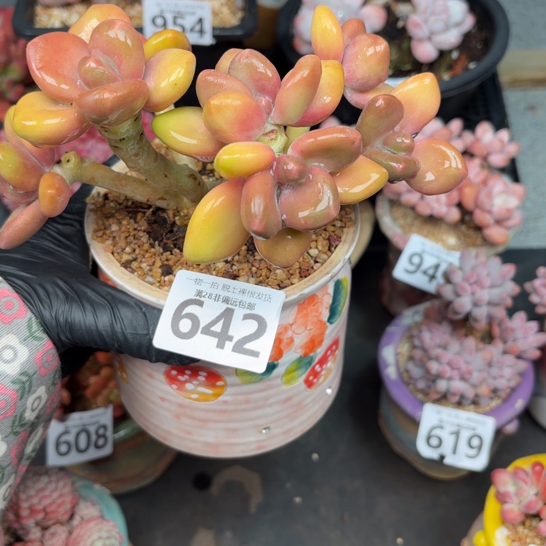 芒果KK奶无盆土发货