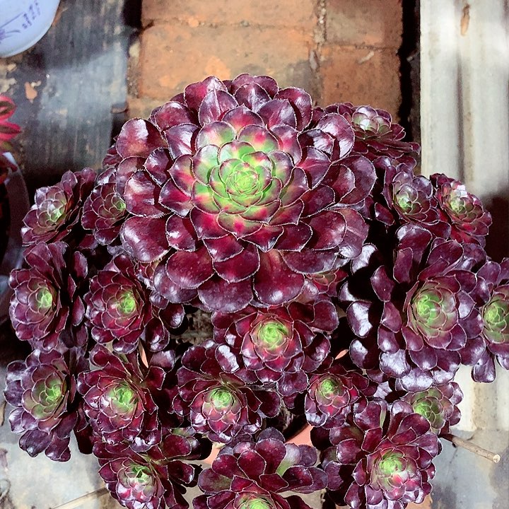 晚霞的，多肉植物