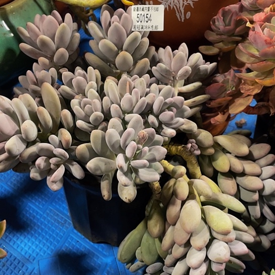 米*。橙雪球50154多肉