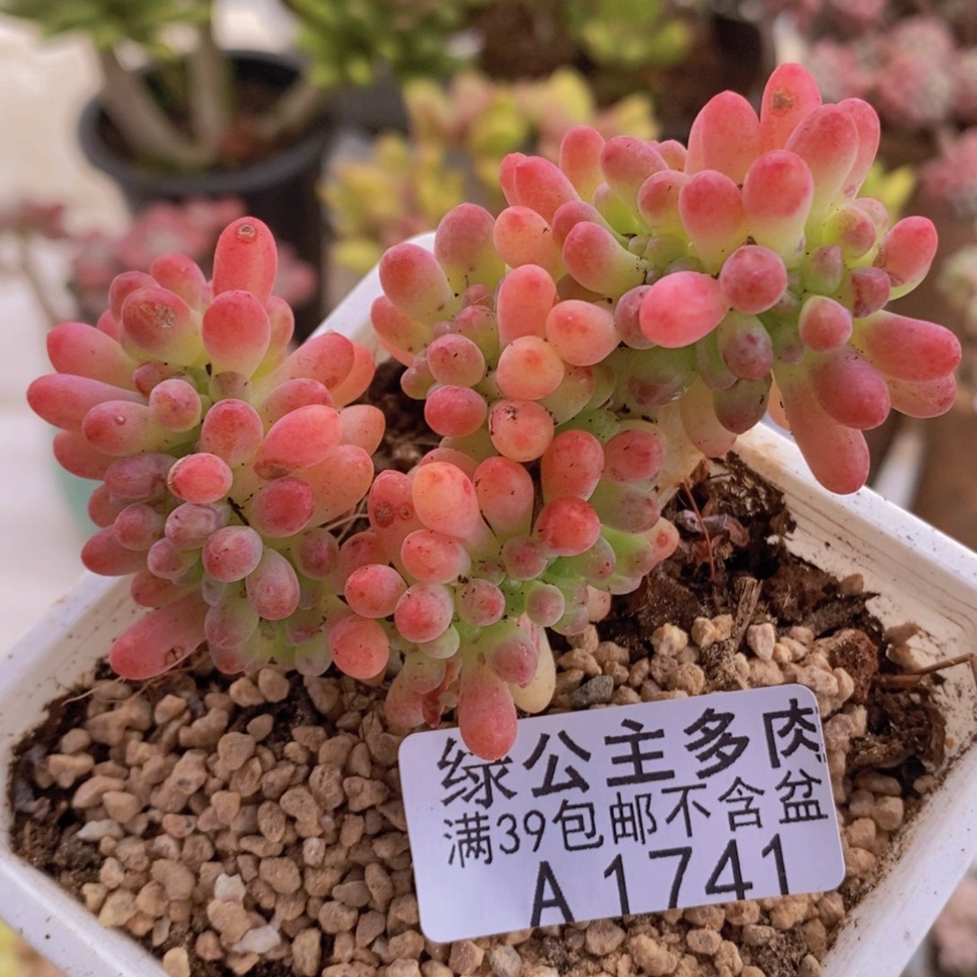 乙女心缀8cm1741多肉植物