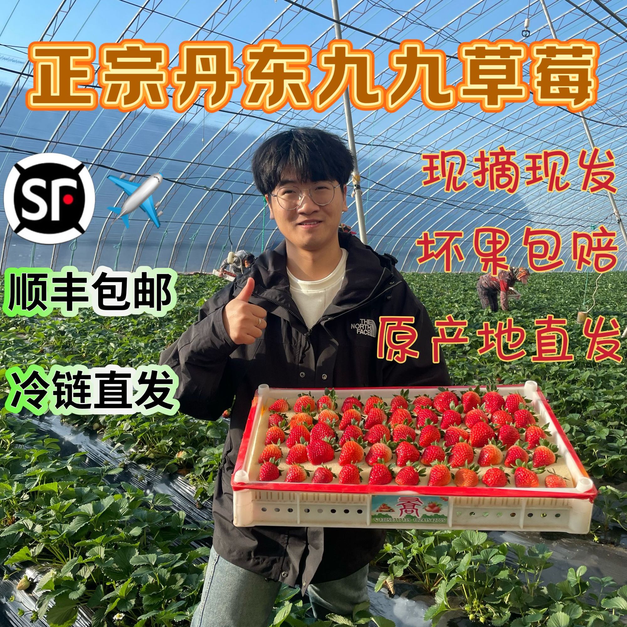 正宗丹东九九新鲜采摘当季水果顺丰包邮现摘现发