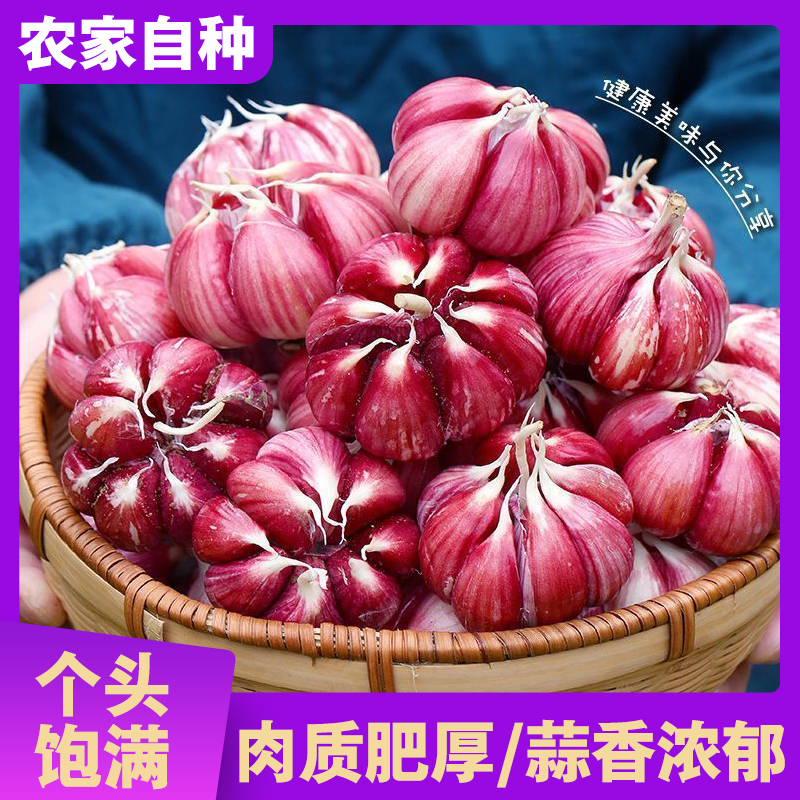 2025年新蒜新鲜大蒜现挖紫皮大蒜湿蒜鲜蒜新鲜大蒜头带泥生蒜嫩蒜