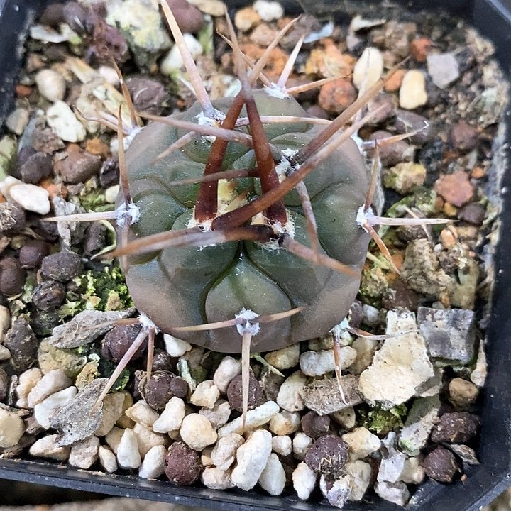 孤品实生优选粗刺守金摩天龙3.4cm