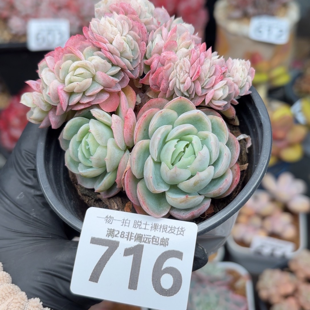 贝瑞缀化无盆土发货