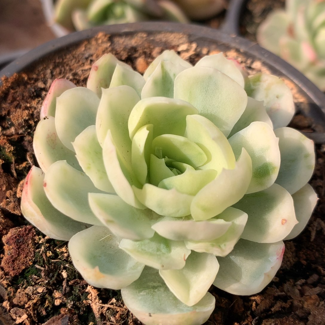 贝瑞锦锦锦锦锦集