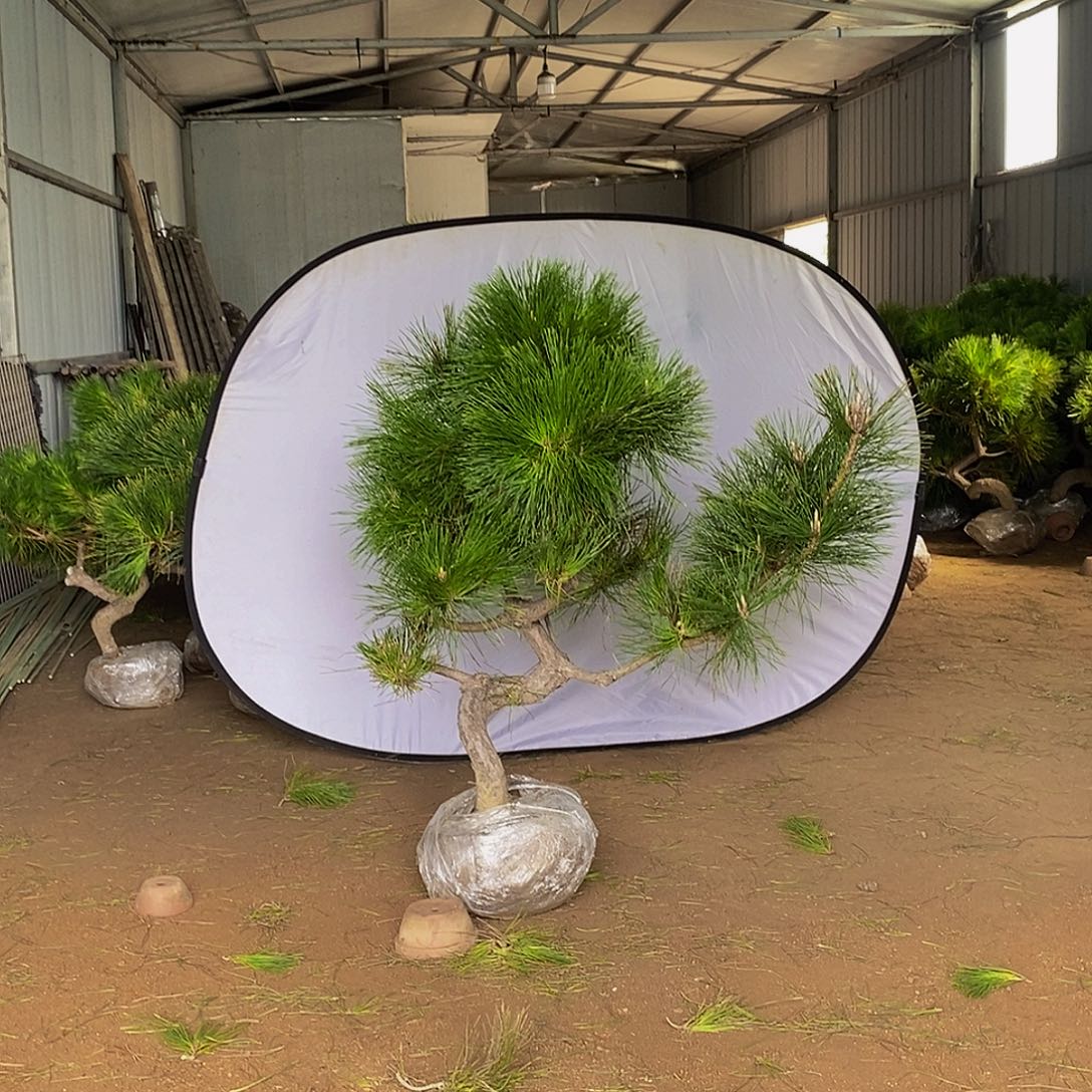 画***鸟完全开放11111111111