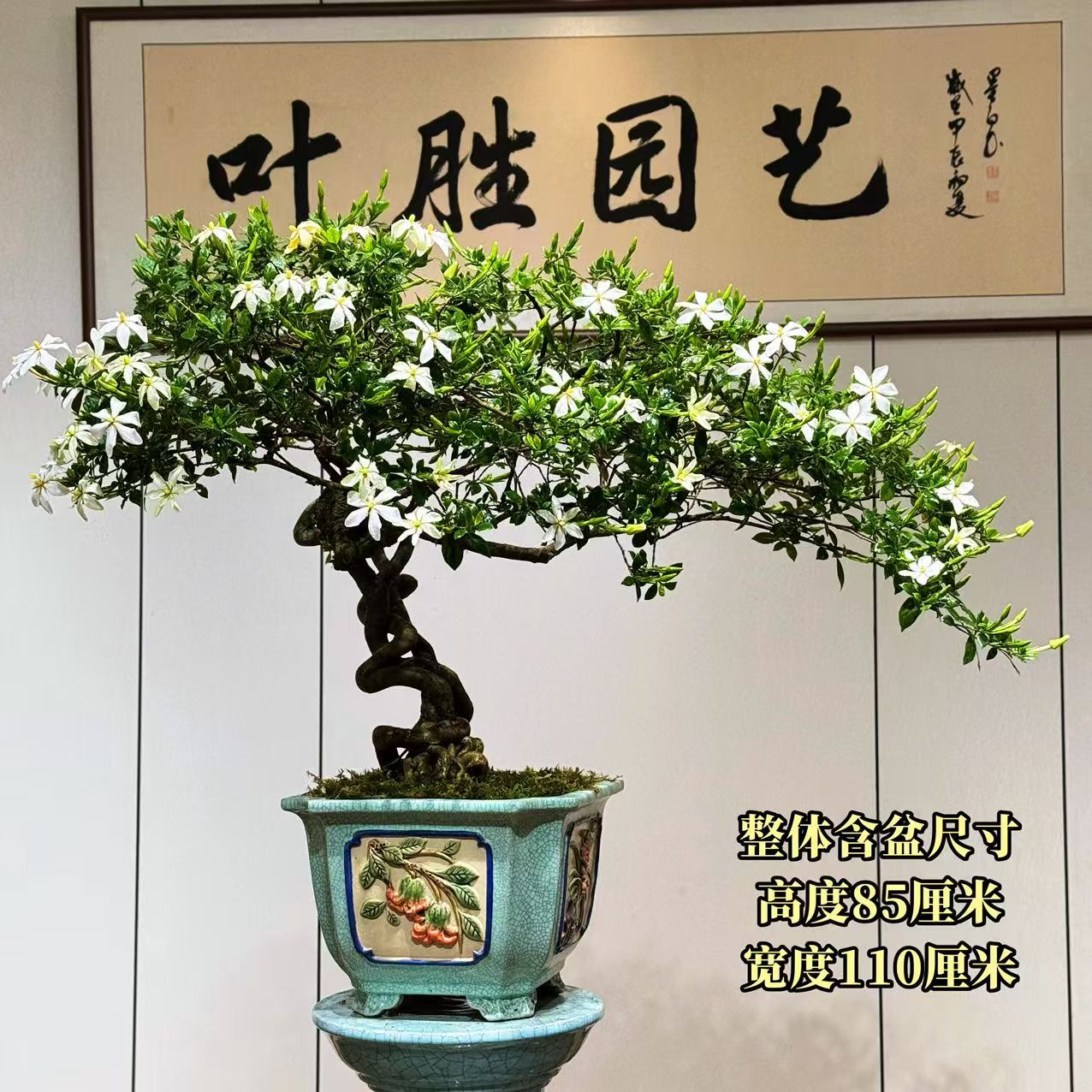 【叶胜园艺】精品四季榄叶栀子花盆景