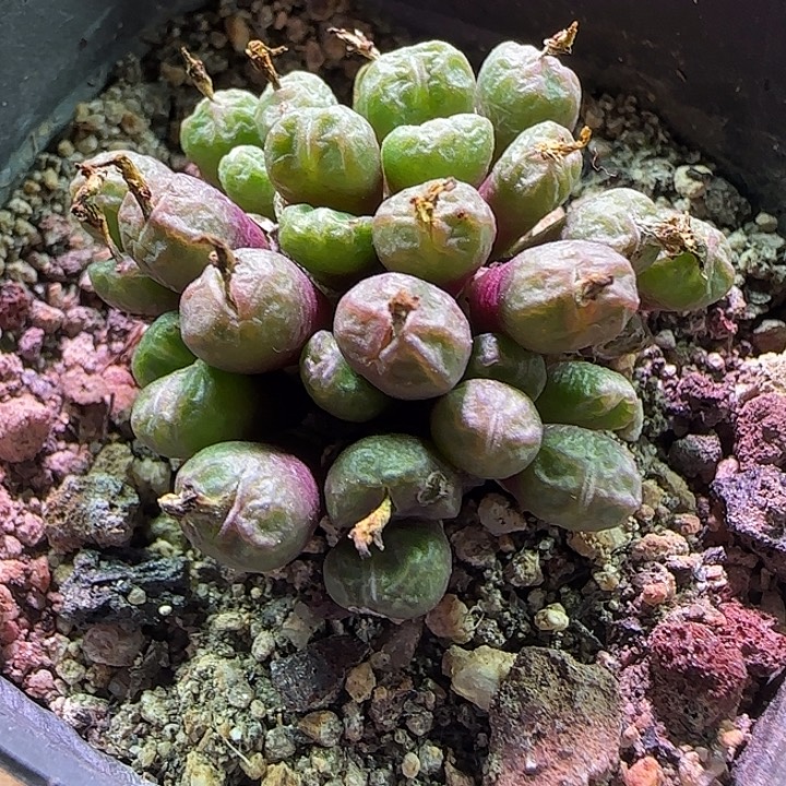 975。            杂交