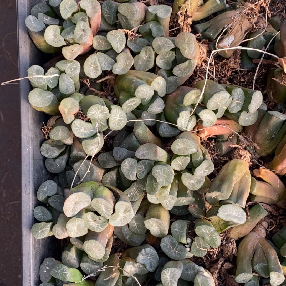 2704 一颗实生大窗万象 挑大的发货