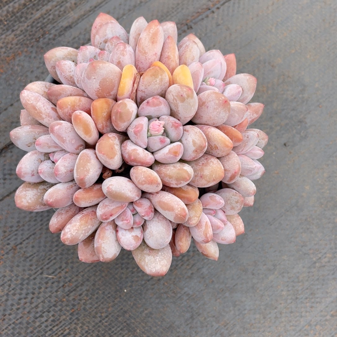 姐姐说她真的有什么事情