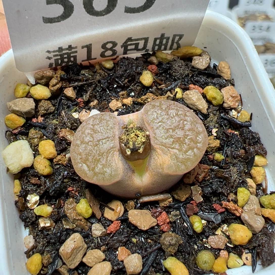 【闪购商品】 365。    