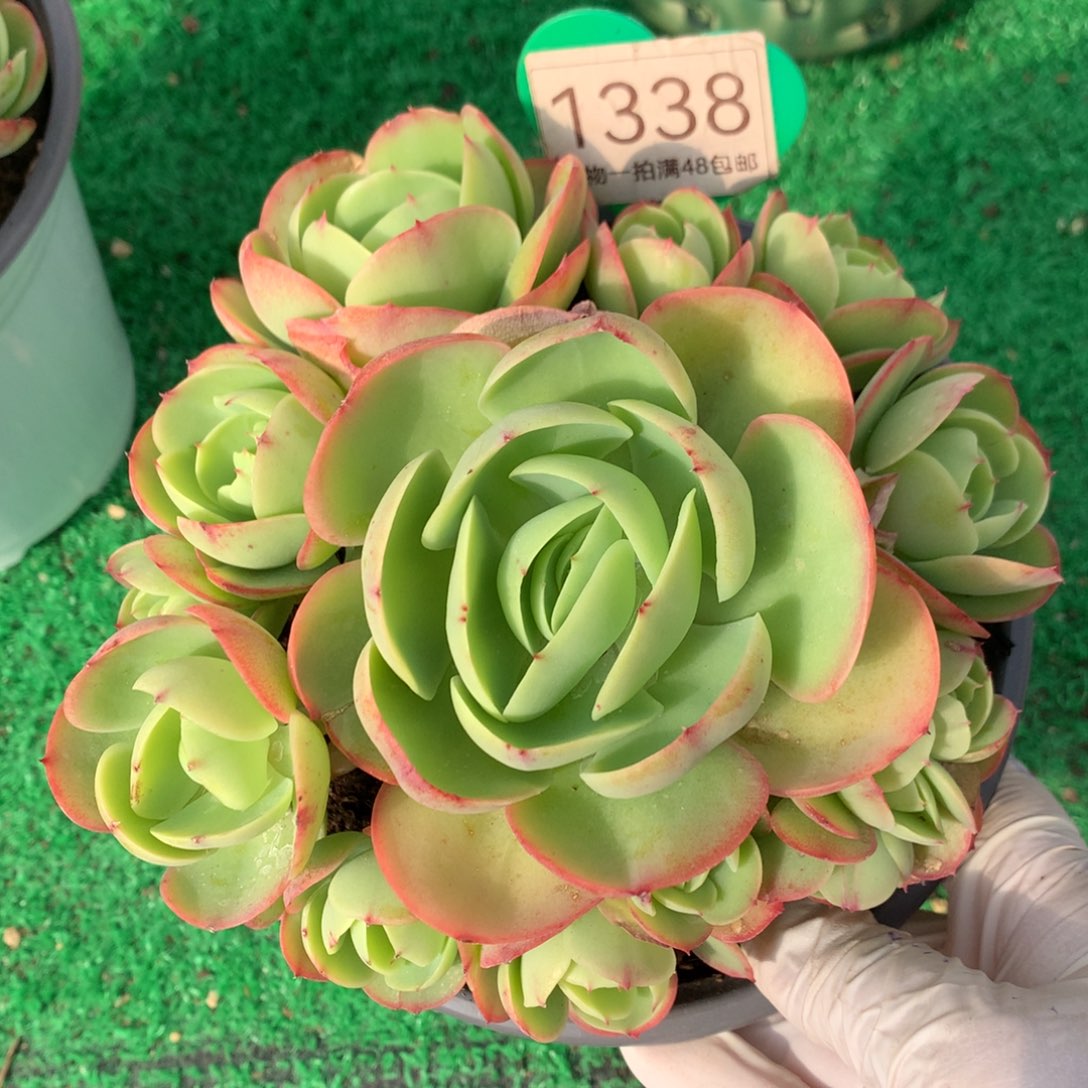 鸡蛋碧桃老桩捧花1338