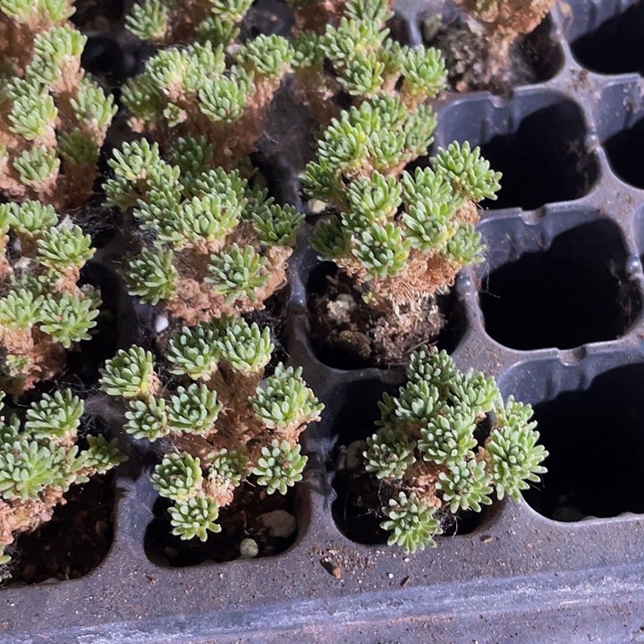 小球松1.5带土发货