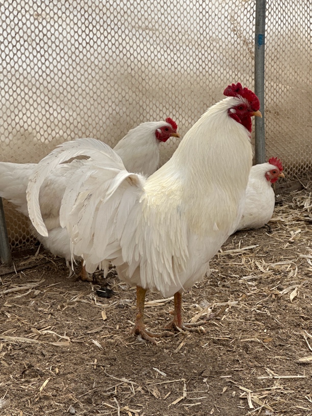 内蒙纯小笨鸡种蛋30枚