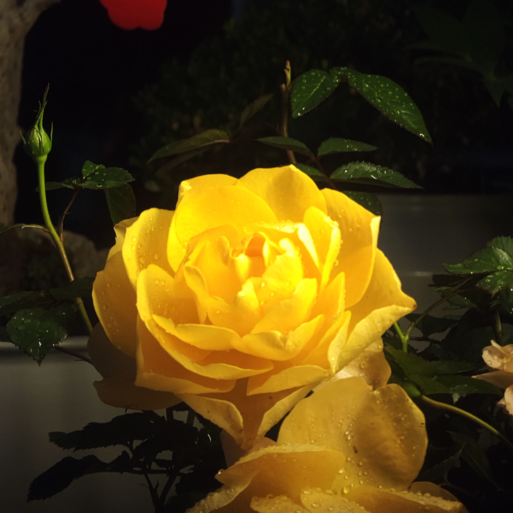 小玫瑰盆栽（多色可选）