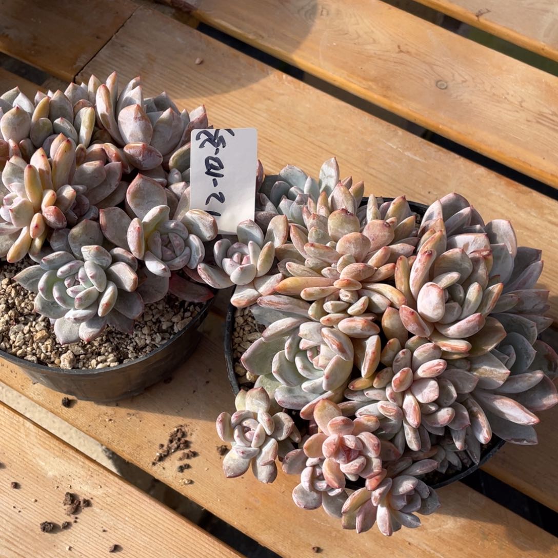 葡***萄12-10-33静好多肉园艺