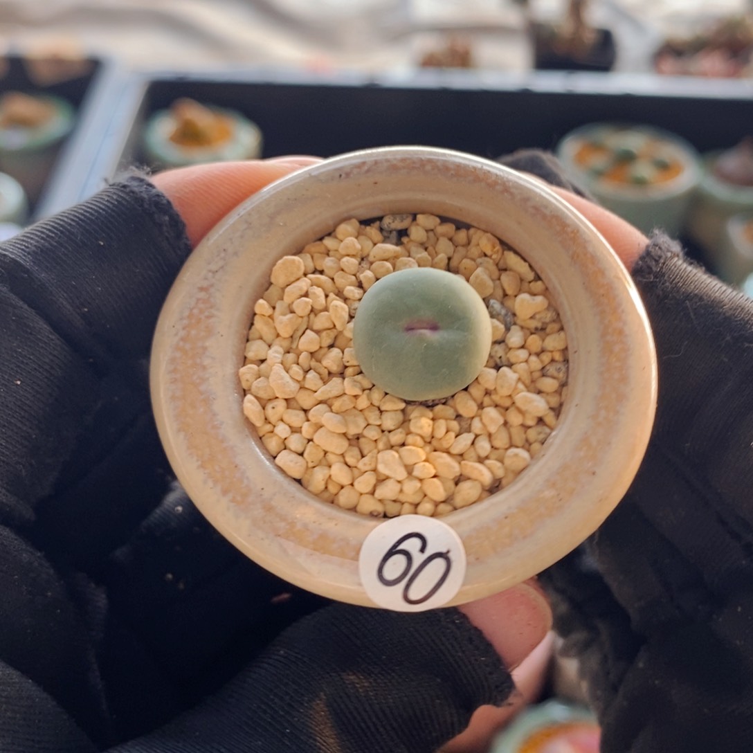 6427--一物一拍 带盆 1865.21 贝特分